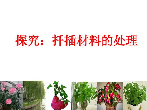 人教版生物八年级下册《探究：扦插材料的处理》课件