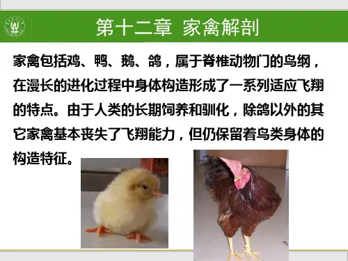 家禽解剖