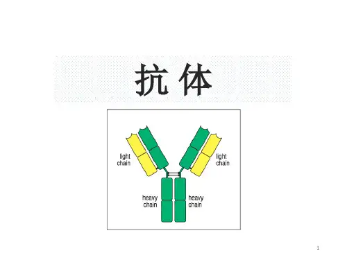 免疫球蛋白PPT演示课件