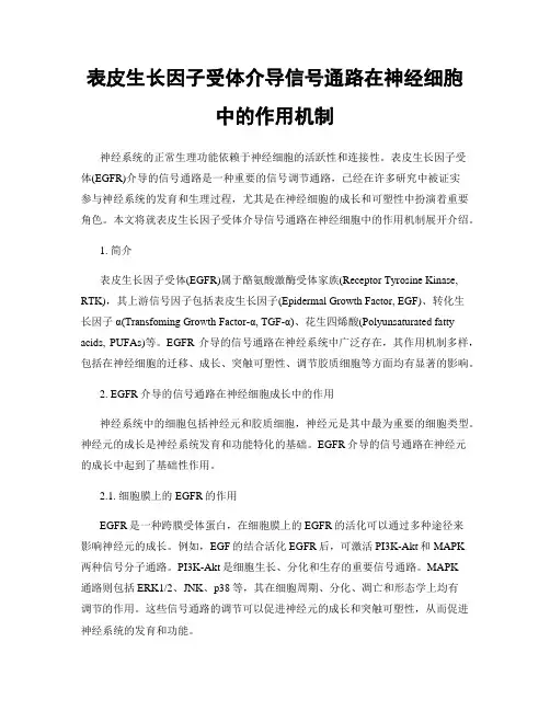 表皮生长因子受体介导信号通路在神经细胞中的作用机制