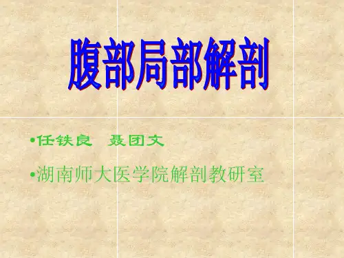 局部解剖学课件：腹部2
