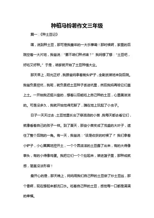 种植马铃薯作文三年级
