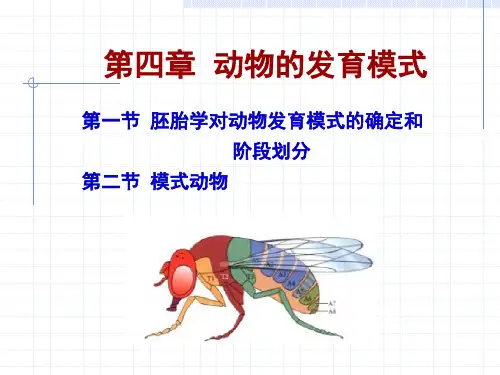 动物的发育模式