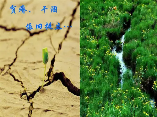小说《活着》介绍 ppt课件