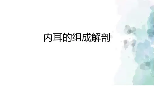 内耳的组成解剖