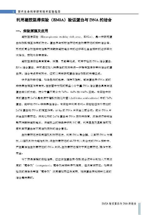 《现代生命科学研究技术》实验指导-EMSA验证蛋白与DNA的结合-笔记版