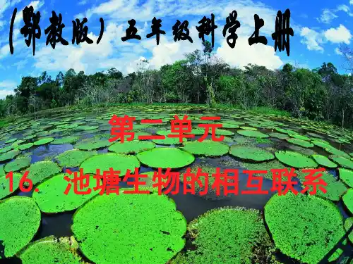 12池塘生物的相互联系