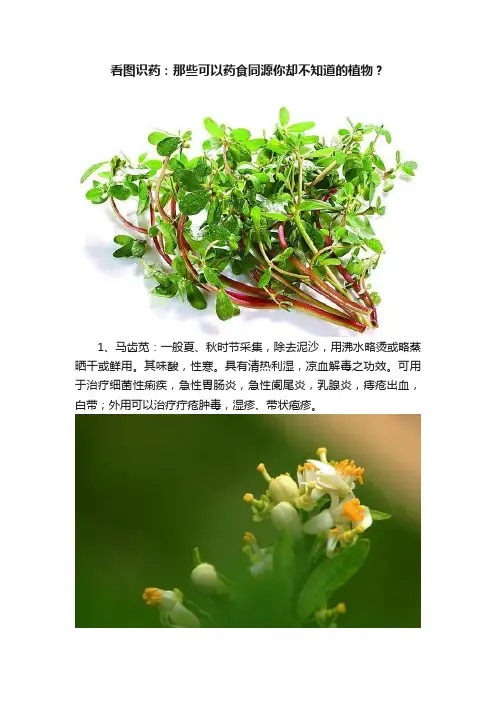 看图识药：那些可以药食同源你却不知道的植物？