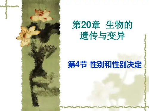 北师大版生物八年级上册20.4《性别和性别决定》课件(共18张PPT)