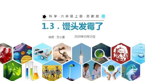 苏教版科学六年级上册课件1.3馒头发霉了PPT-附教案