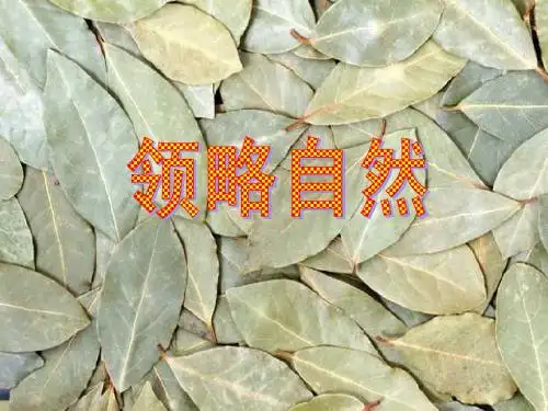 11、敬畏自然ppt