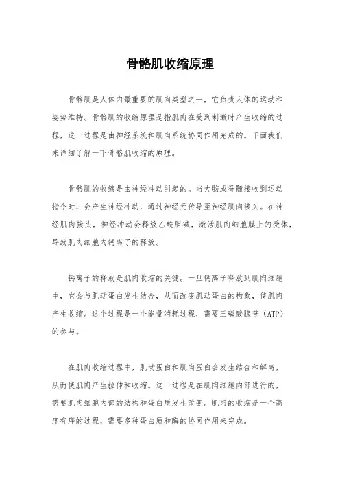 骨骼肌收缩原理