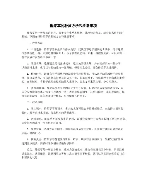 酢浆草的种植方法和注意事项