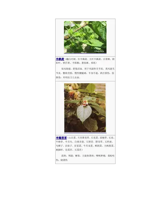 3000种中医药材第101-200种要点