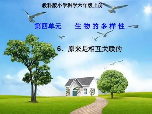 六年级上册科学课件 原来是相互关联的教科版 (共19页)PPT