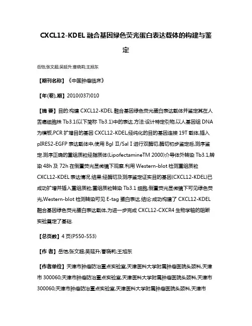 CXCL12-KDEL融合基因绿色荧光蛋白表达载体的构建与鉴定