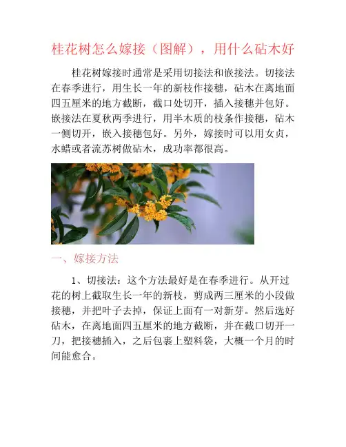 桂花树怎么嫁接(图解),用什么砧木好-养花技巧
