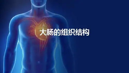 消化管—大肠(组织胚胎学)