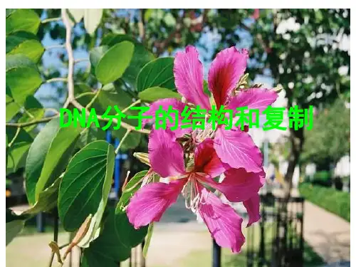 dna复制PPT教学课件