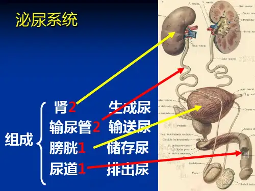 影像诊断泌尿系统疾病课件