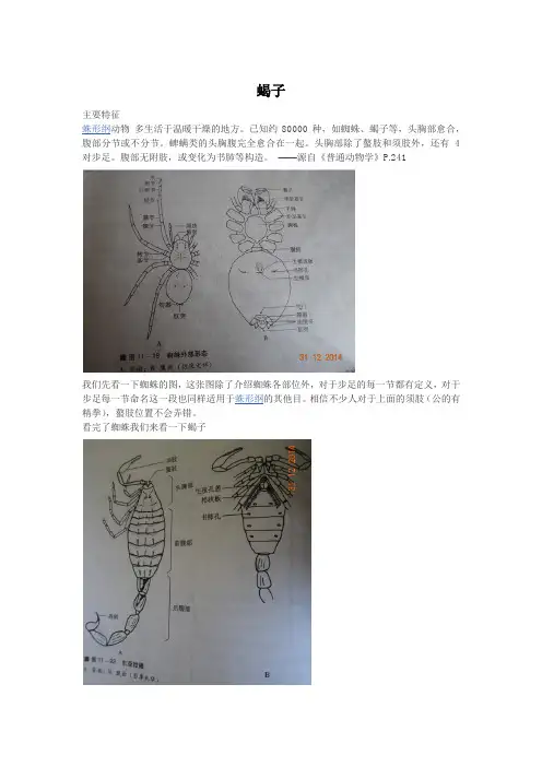 给孩子讲故事--动物--蝎子