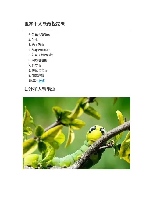 世界十大怪异昆虫