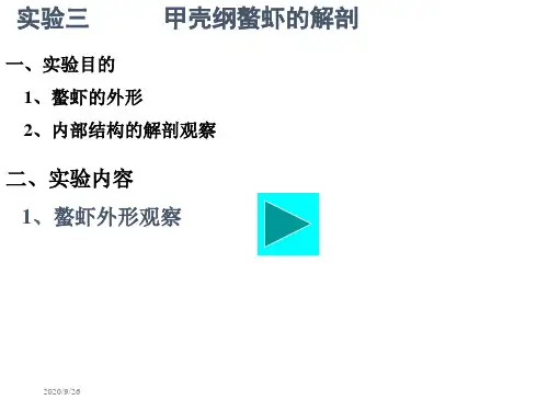 实验三螯虾解剖