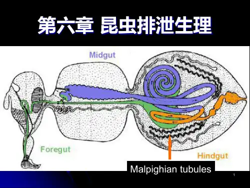 第六章 昆虫的排泄系统