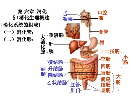 生理学6-消化.ppt