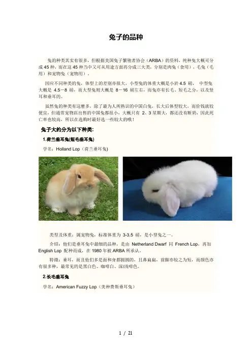 兔子的品种