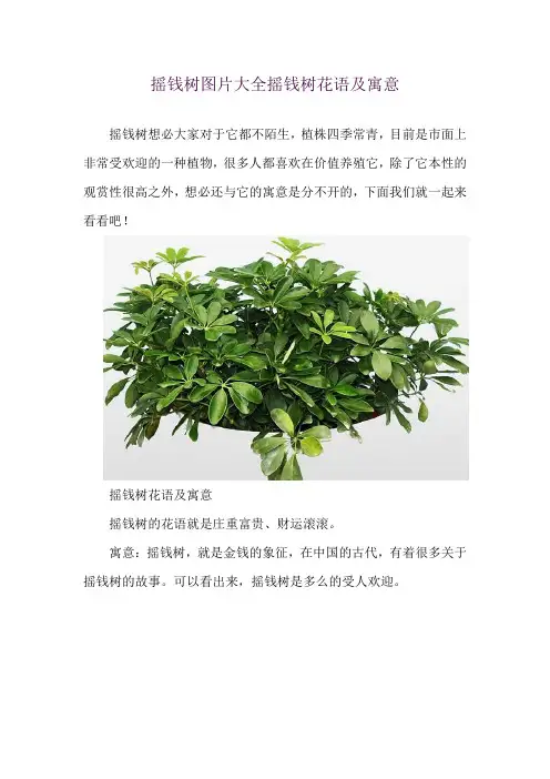 摇钱树图片大全 摇钱树花语及寓意