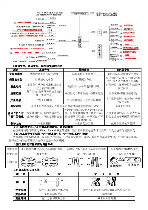 高考生物知识点梳理：第八讲 变异、育种与进化