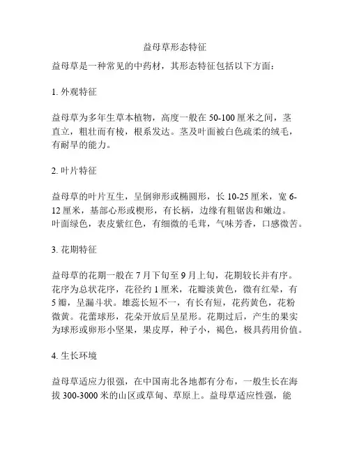 益母草形态特征