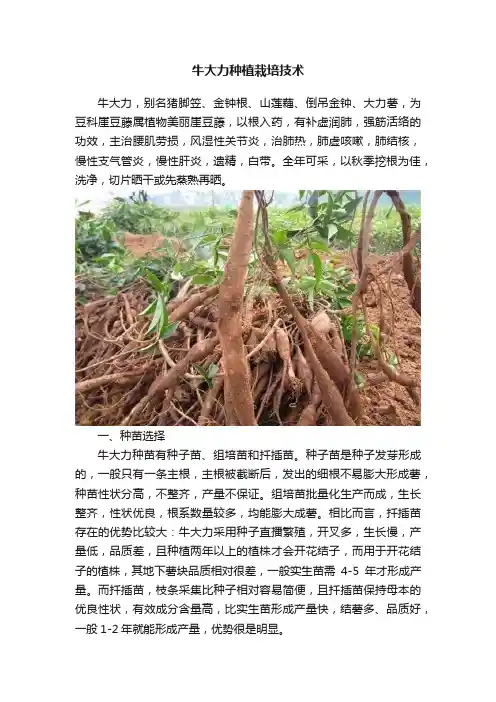牛大力种植栽培技术