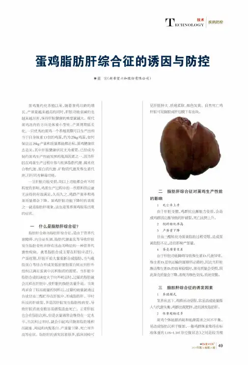 蛋鸡脂肪肝综合征的诱因与防控