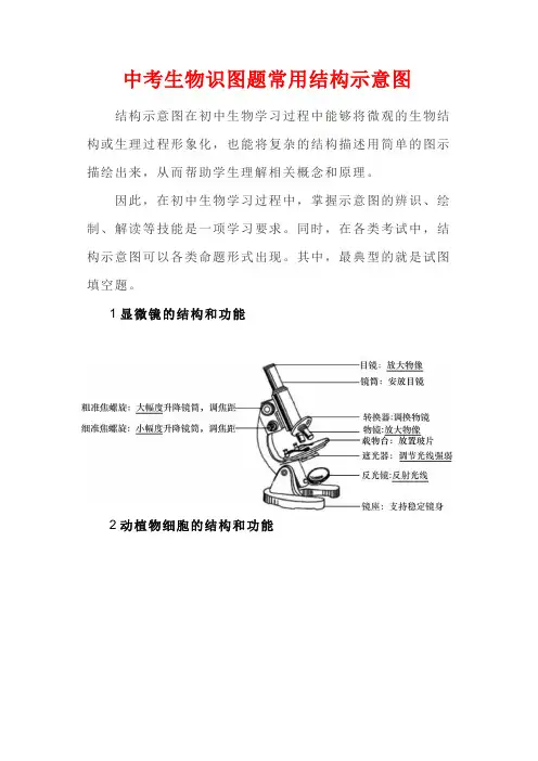 中考生物识图题常用结构示意图