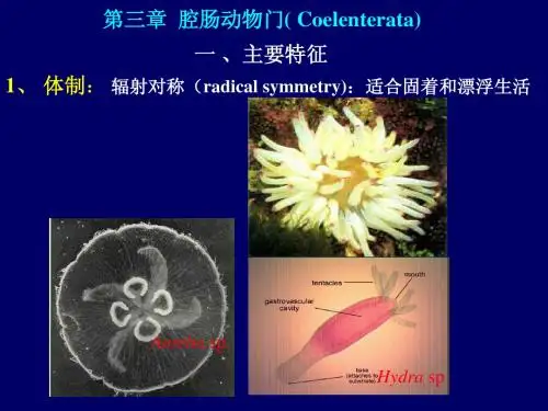 第3章  腔肠动物门