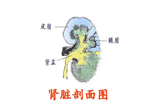 肾单位的结构最新版本