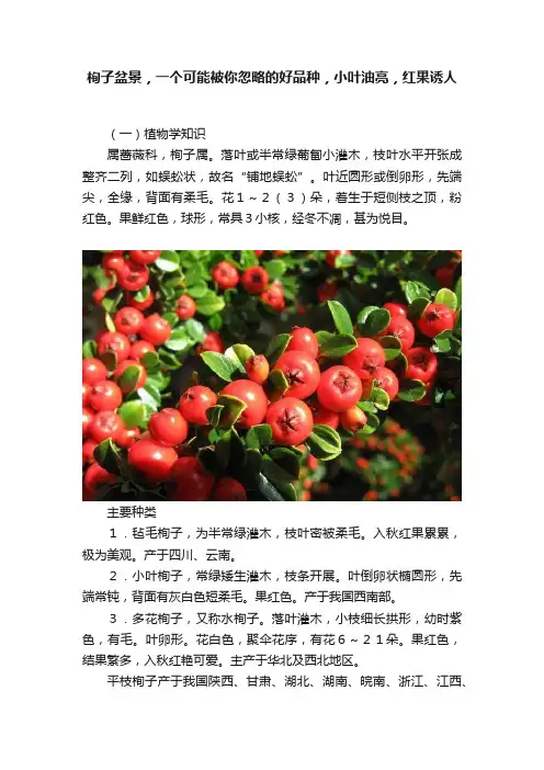 栒子盆景，一个可能被你忽略的好品种，小叶油亮，红果诱人