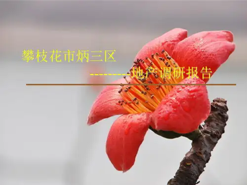 攀枝花市炳三区市场调研报告