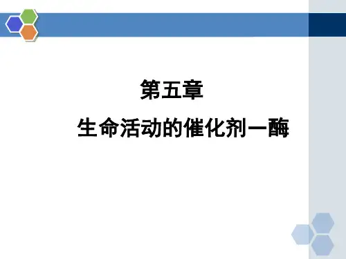 5  酶
