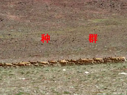 种群精品PPT教学课件
