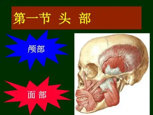 局部解剖学概要课件