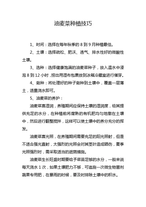 油麦菜种植技巧