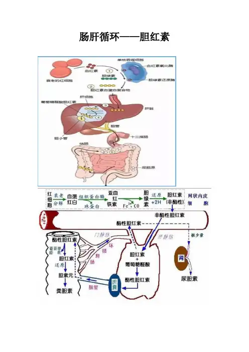 肠肝循环——胆红素