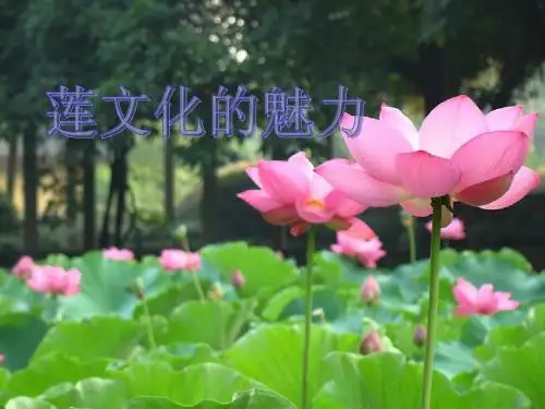 语文综合性学习,莲文化的魅力,PPT