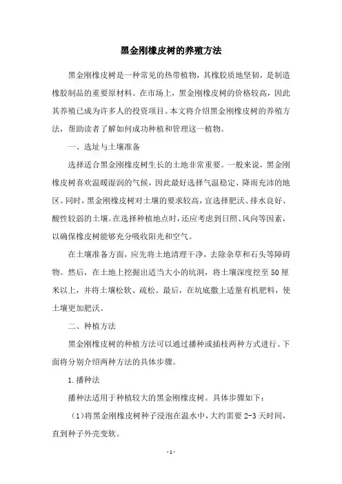 黑金刚橡皮树的养殖方法