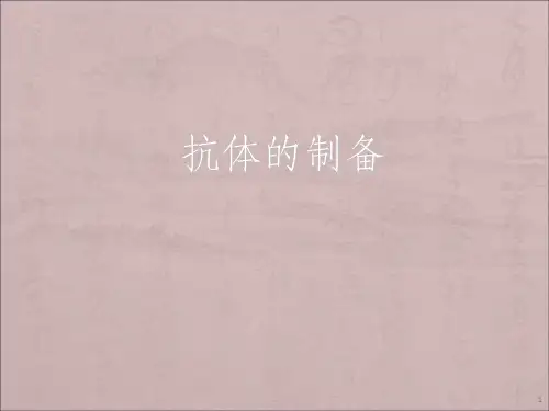 抗体的制备
