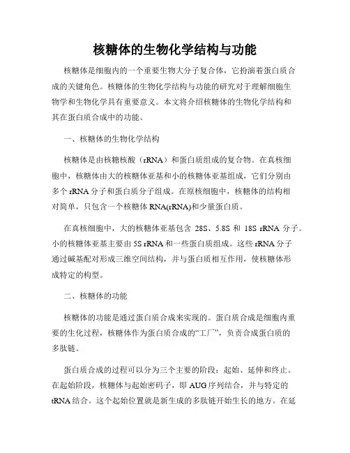 核糖体的生物化学结构与功能