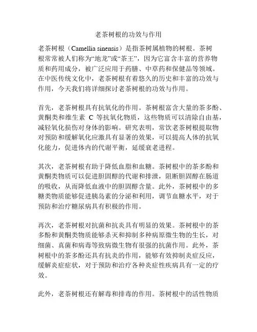 老茶树根的功效与作用